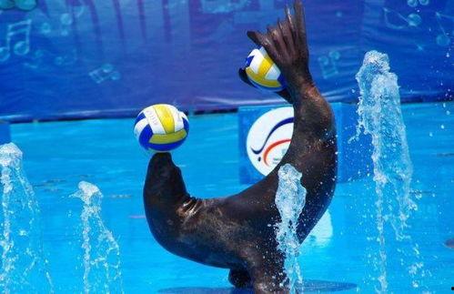 娱乐吃瓜君海狮  第2张