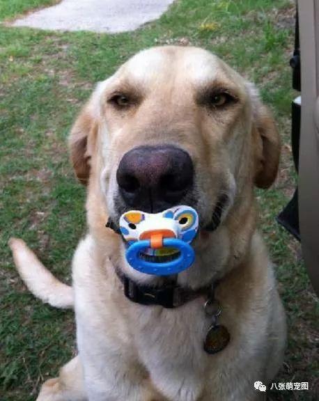 娱乐吃瓜酱狗戴上假牙,狗戴假牙背后的秘密大揭秘  第3张