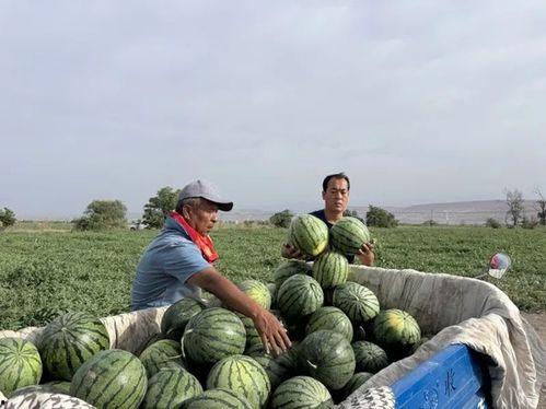 娱乐718.吃瓜王大炮,揭秘吃瓜王大炮的瓜界传奇